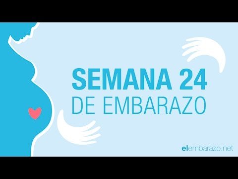 embarazo 24 semanas