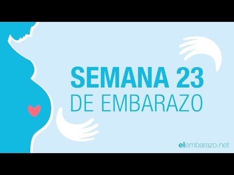 embarazo 23 semanas